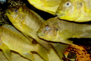 Petrochromis ephipium moshi yellow