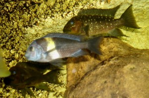 Petrochromis trevawasae